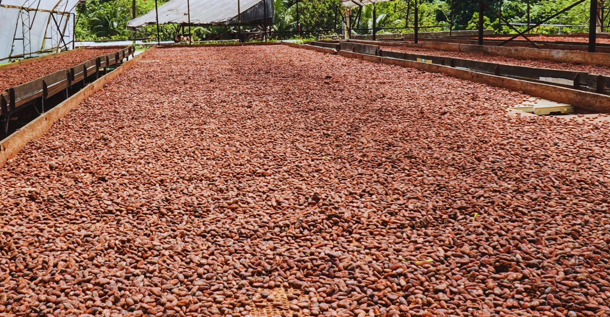 Cacao drying process